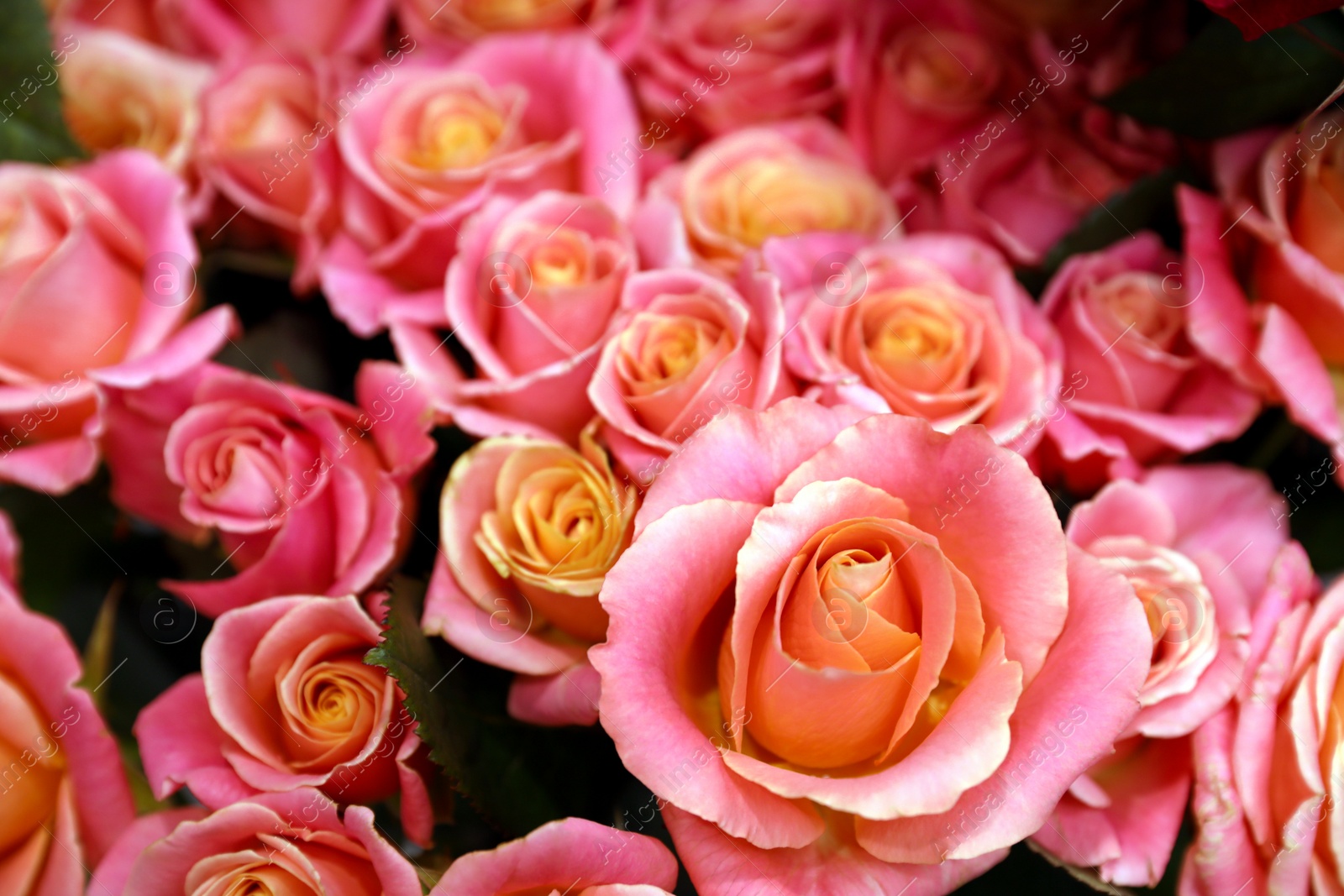 Photo of Beautiful pink roses as background, closeup. Floral decor