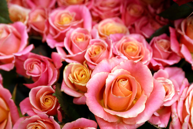 Beautiful pink roses as background, closeup. Floral decor