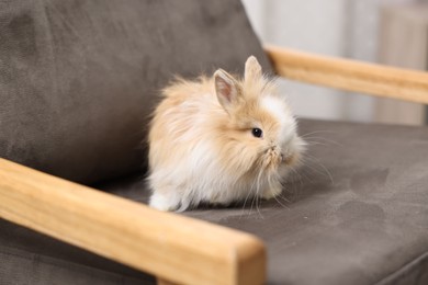 Cute fluffy pet rabbit on armchair indoors