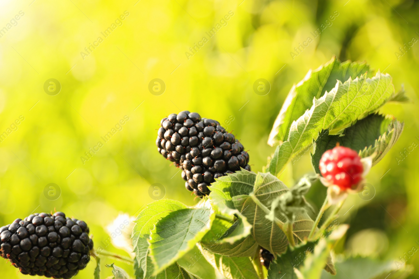 Photo of Blackberry bush with ripening berries in garden, closeup