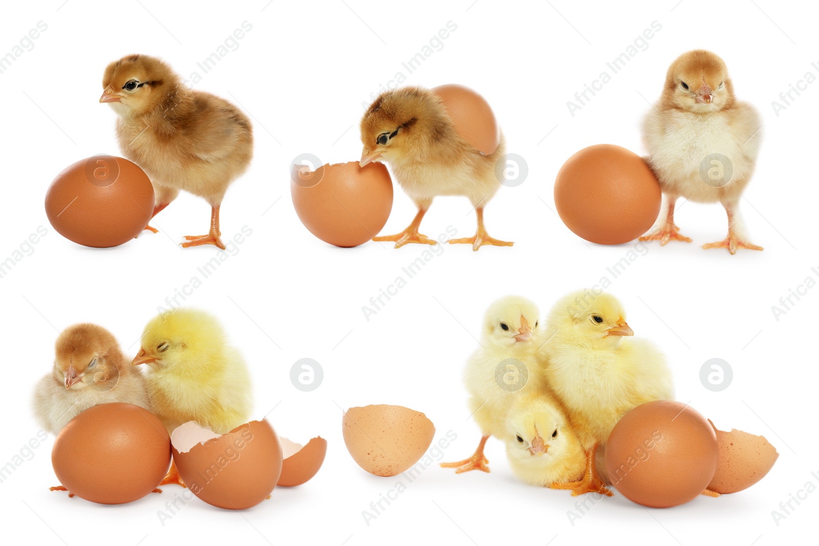 Image of Collage with small cute baby chickens and eggs isolated on white