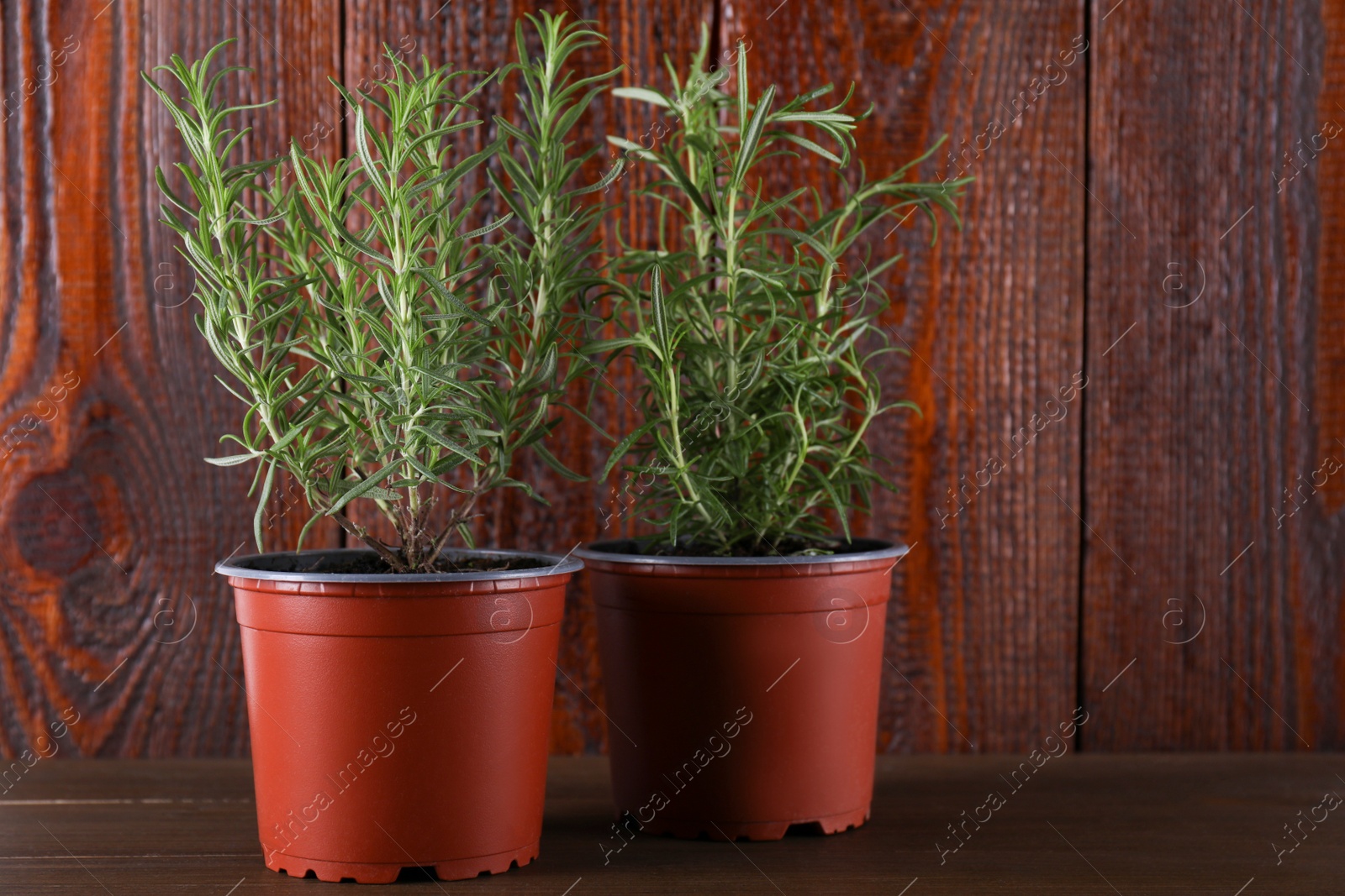 Photo of Beautiful green potted rosemary on wooden table