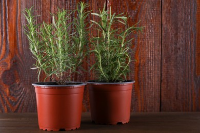 Photo of Beautiful green potted rosemary on wooden table