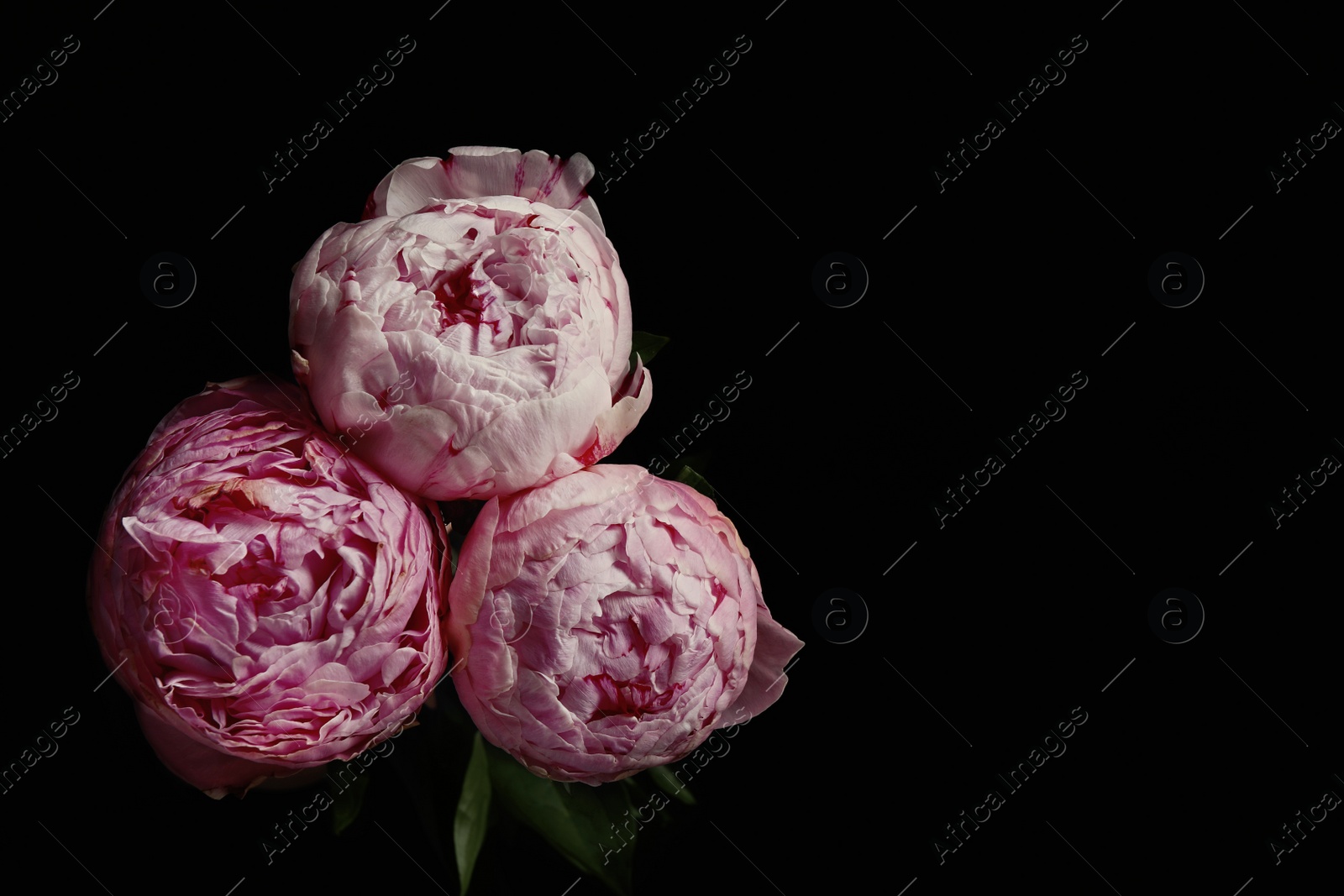 Photo of Beautiful fresh peonies on black background. Floral card design with dark vintage effect