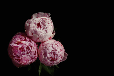 Photo of Beautiful fresh peonies on black background. Floral card design with dark vintage effect