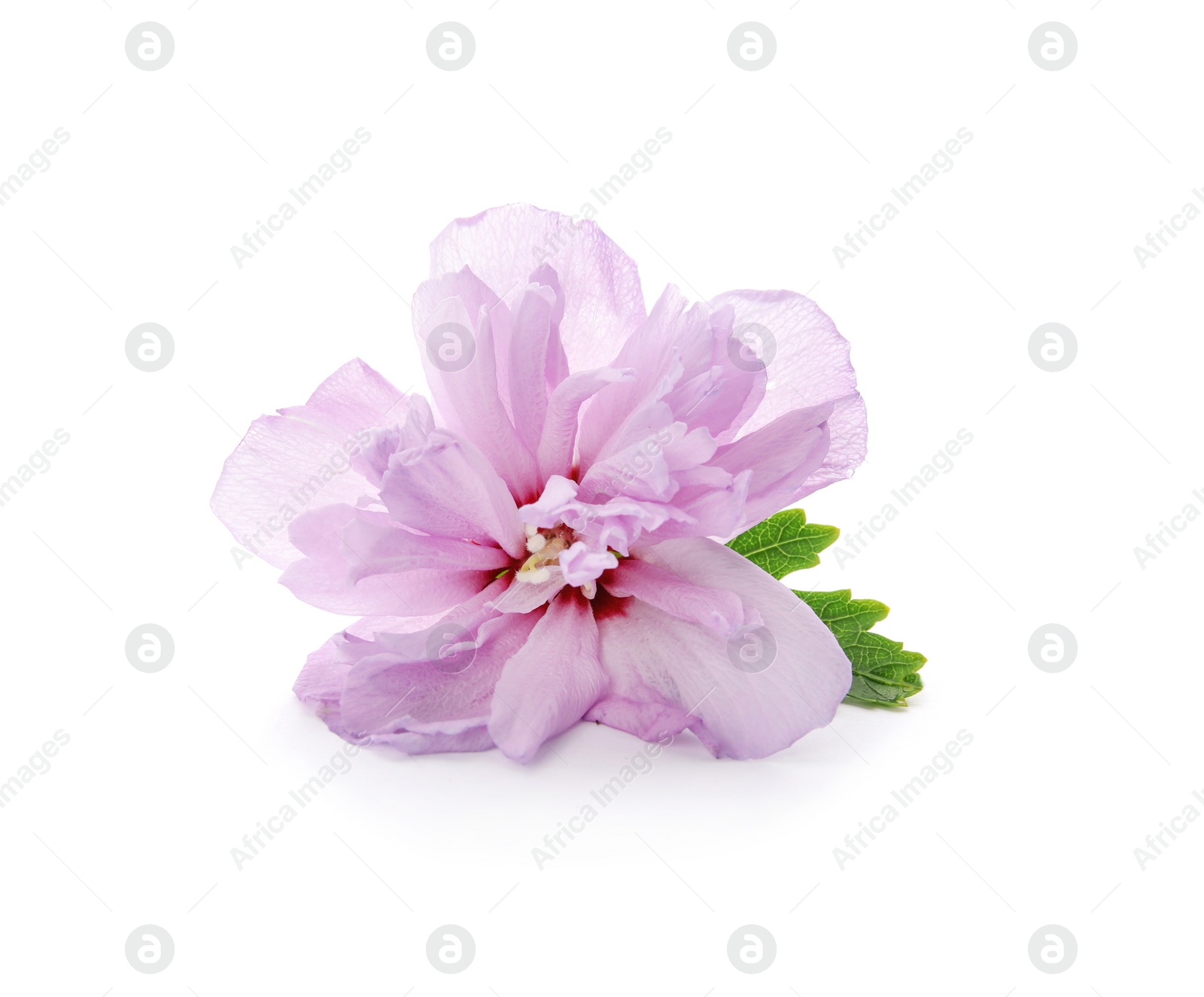 Photo of Beautiful hibiscus flower on white background