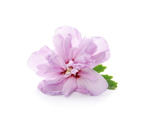 Photo of Beautiful hibiscus flower on white background