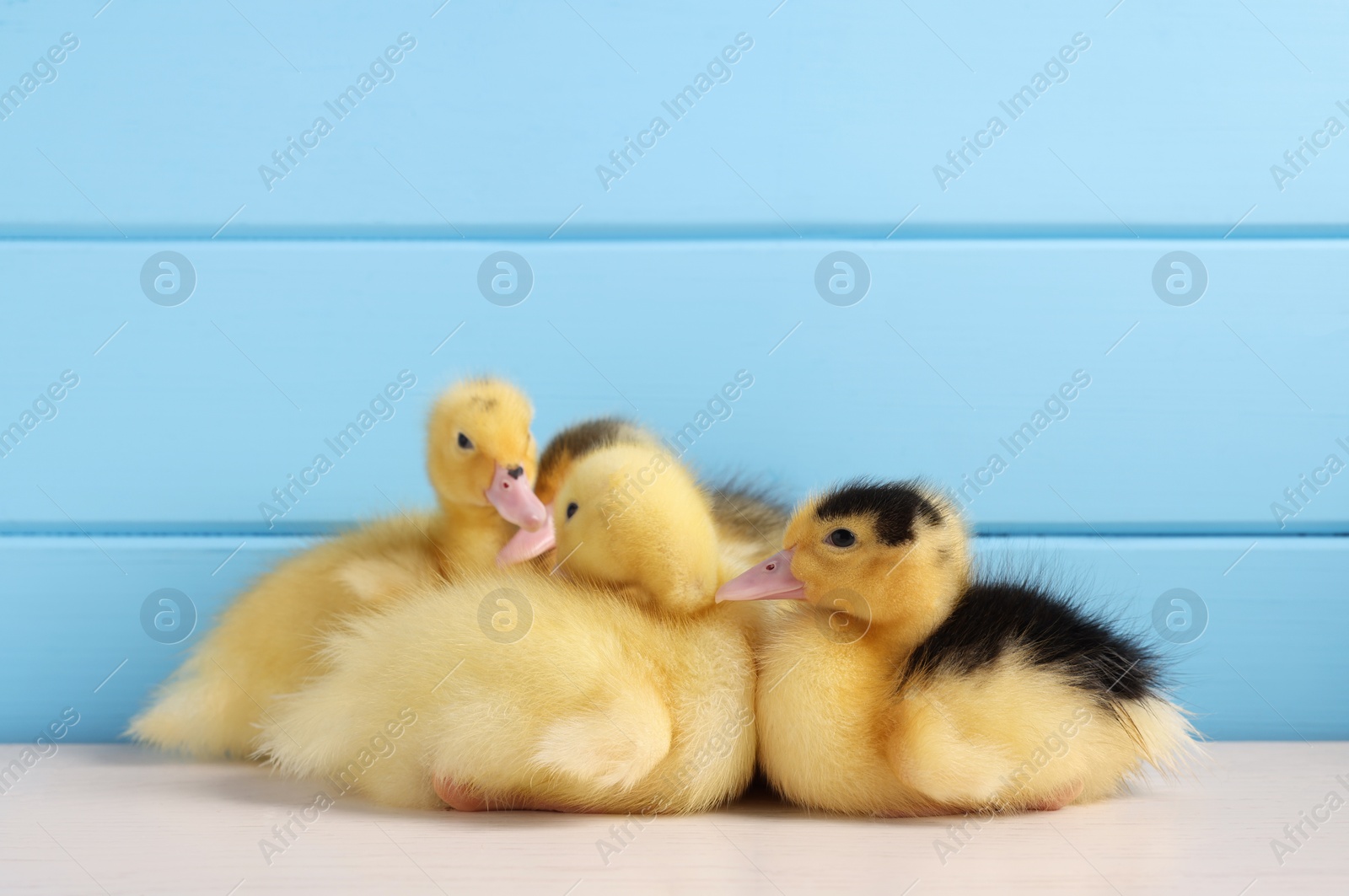 Photo of Baby animals. Cute fluffy ducklings on white wooden table near light blue wall