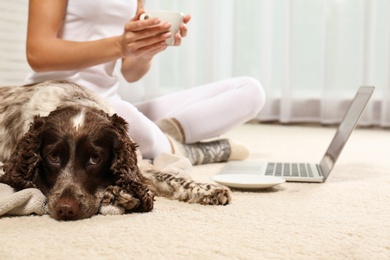 Photo of Adorable Russian Spaniel with owner on light carpet indoors, closeup view. Space for text