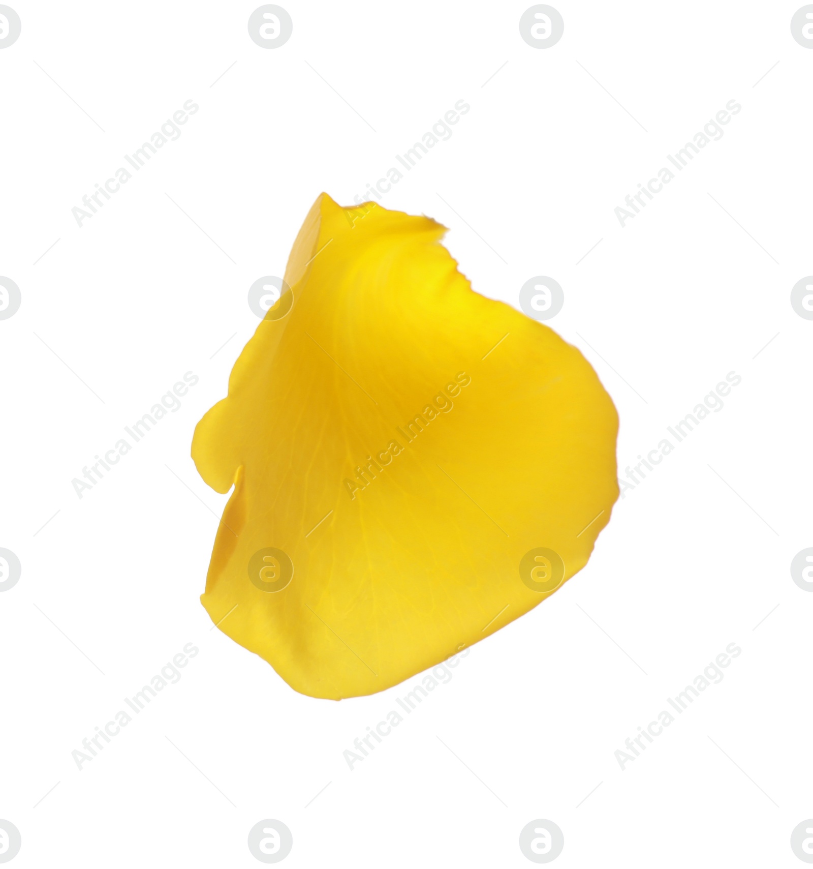 Photo of Beautiful yellow rose petal isolated on white