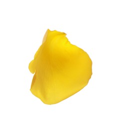Photo of Beautiful yellow rose petal isolated on white