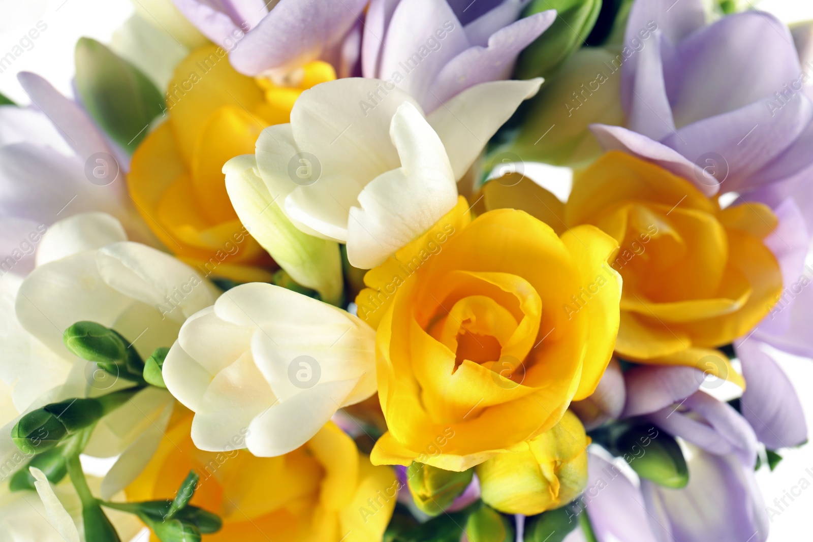 Photo of Beautiful bouquet of fresh freesia flowers as background, closeup