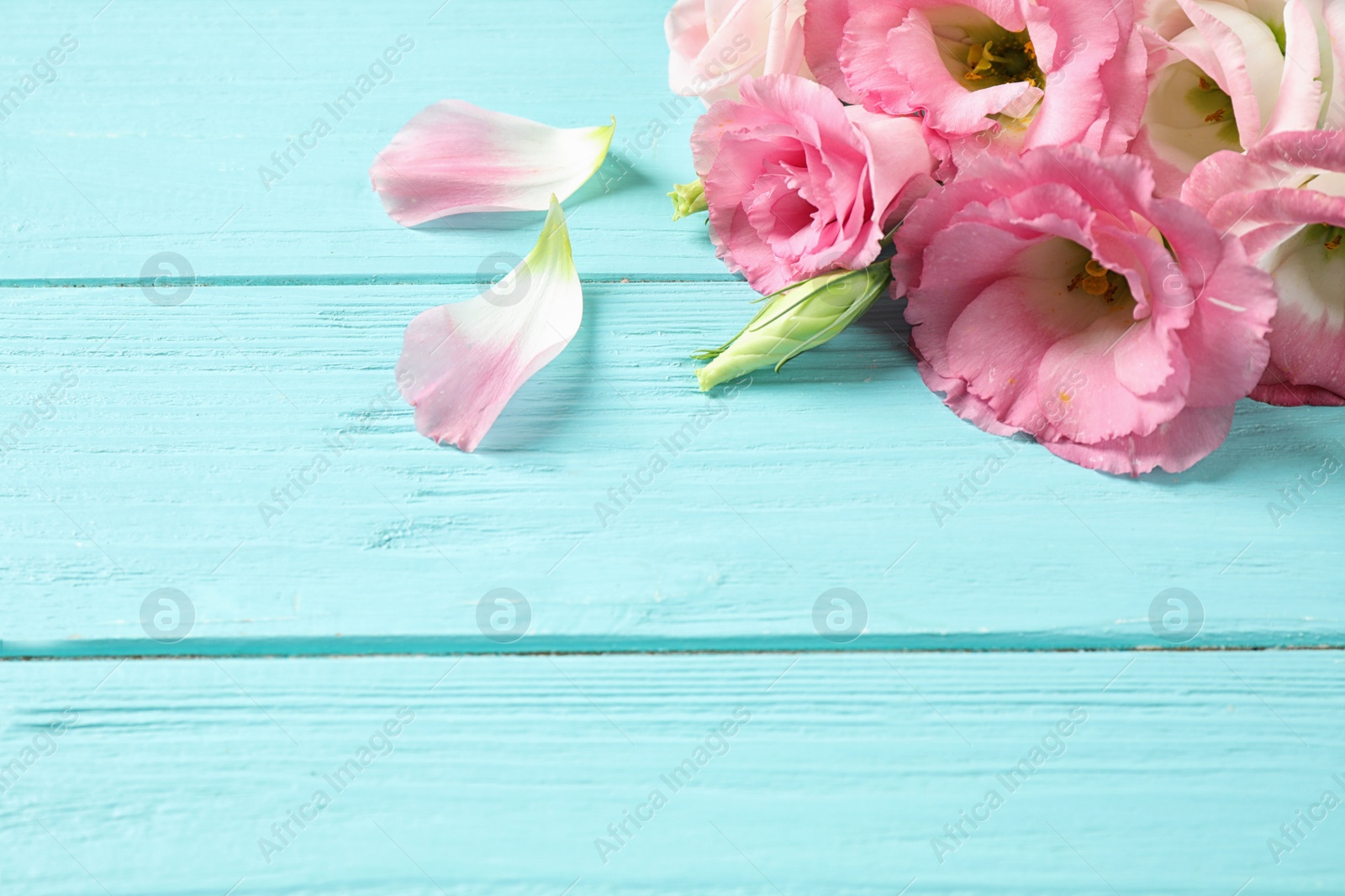 Photo of Beautiful Eustoma flowers on light blue wooden table, space for text