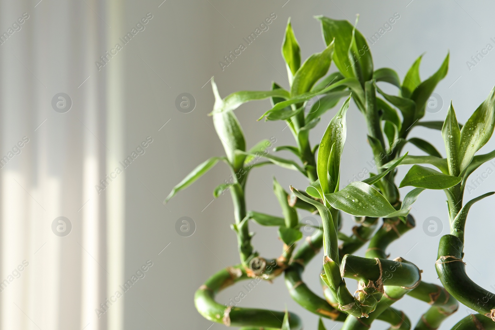 Photo of Green bamboo plant on blurred background, closeup. Space for text
