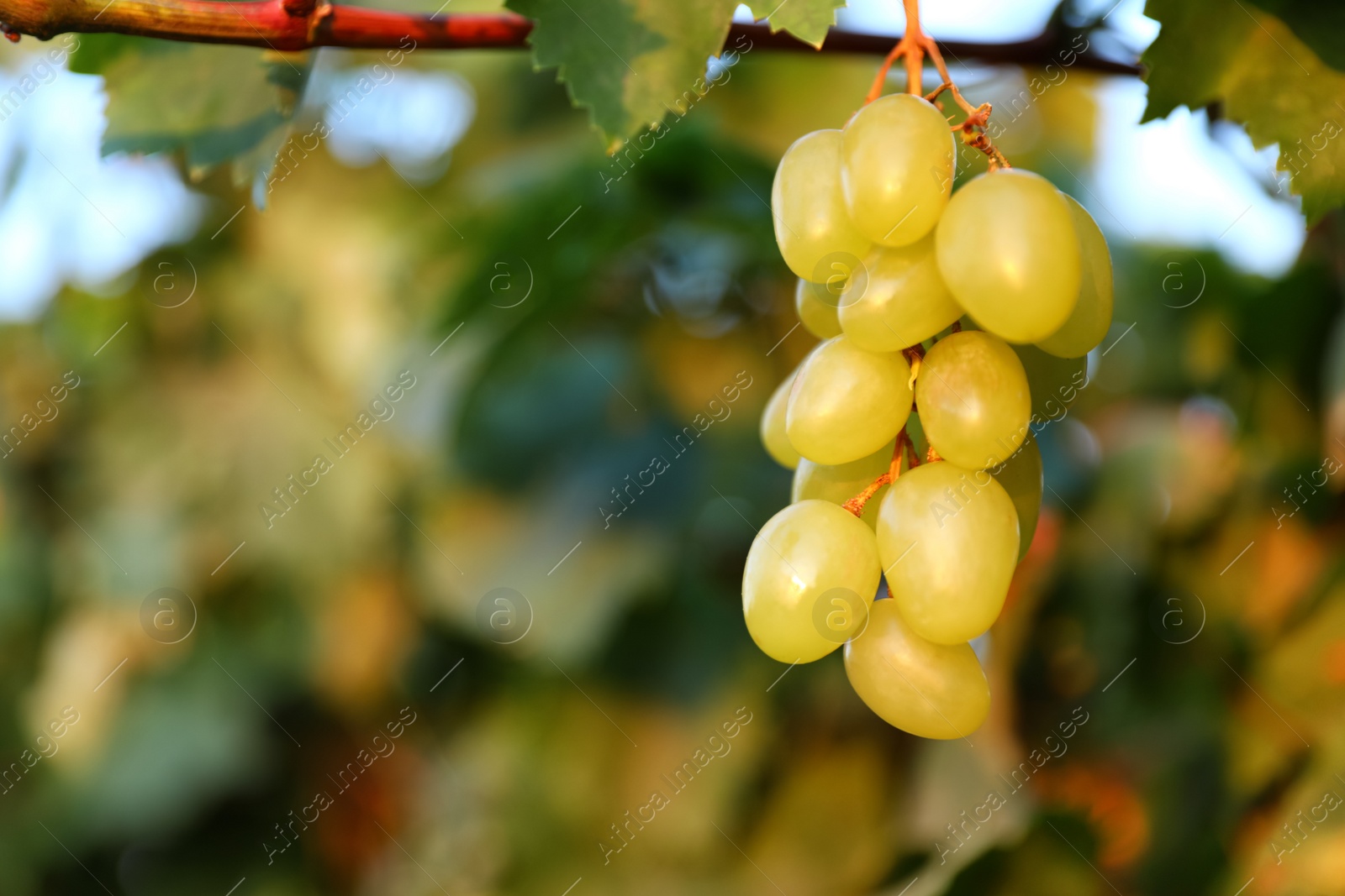 Photo of Fresh ripe juicy grapes growing in vineyard