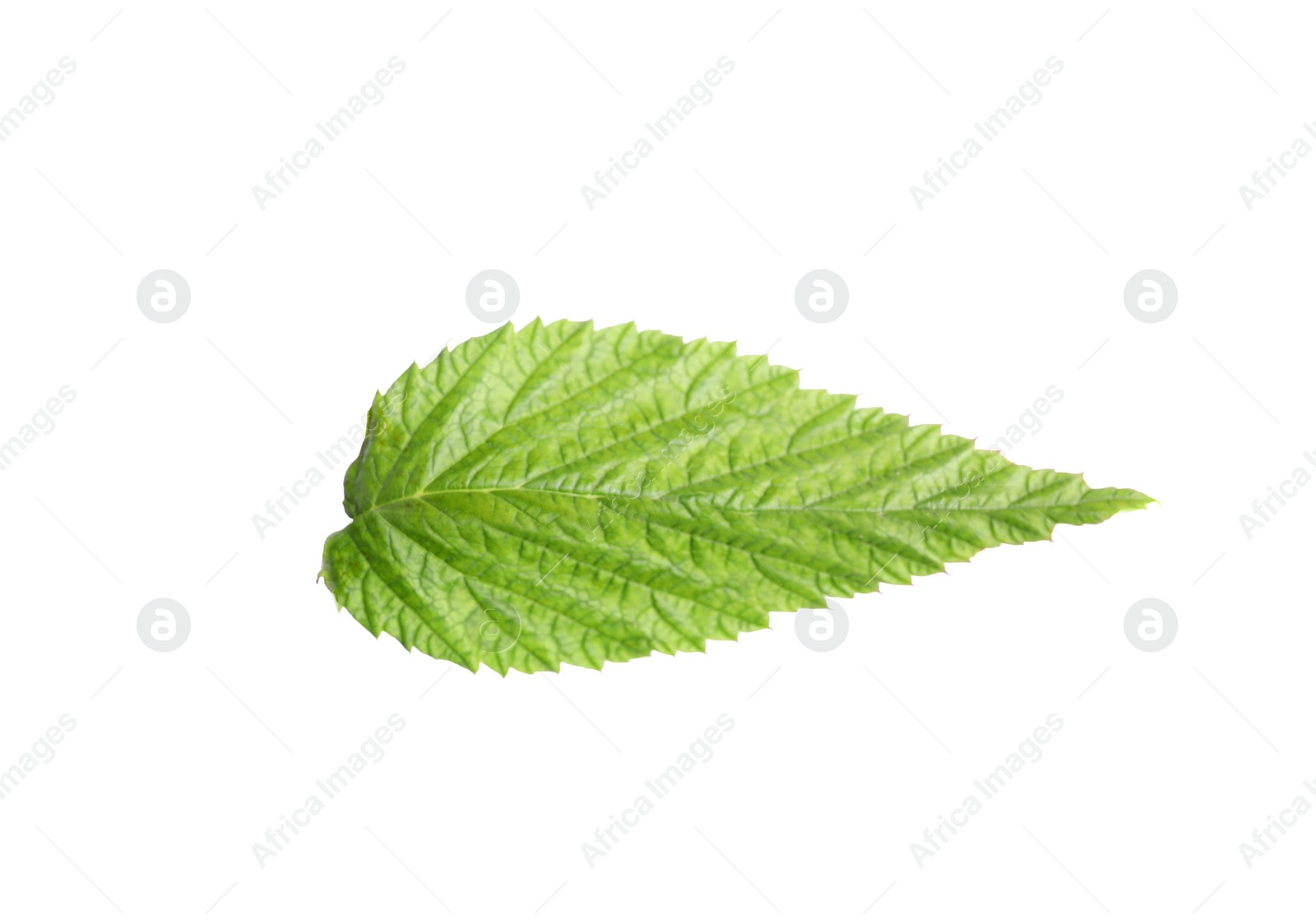 Photo of One green raspberry leaf isolated on white