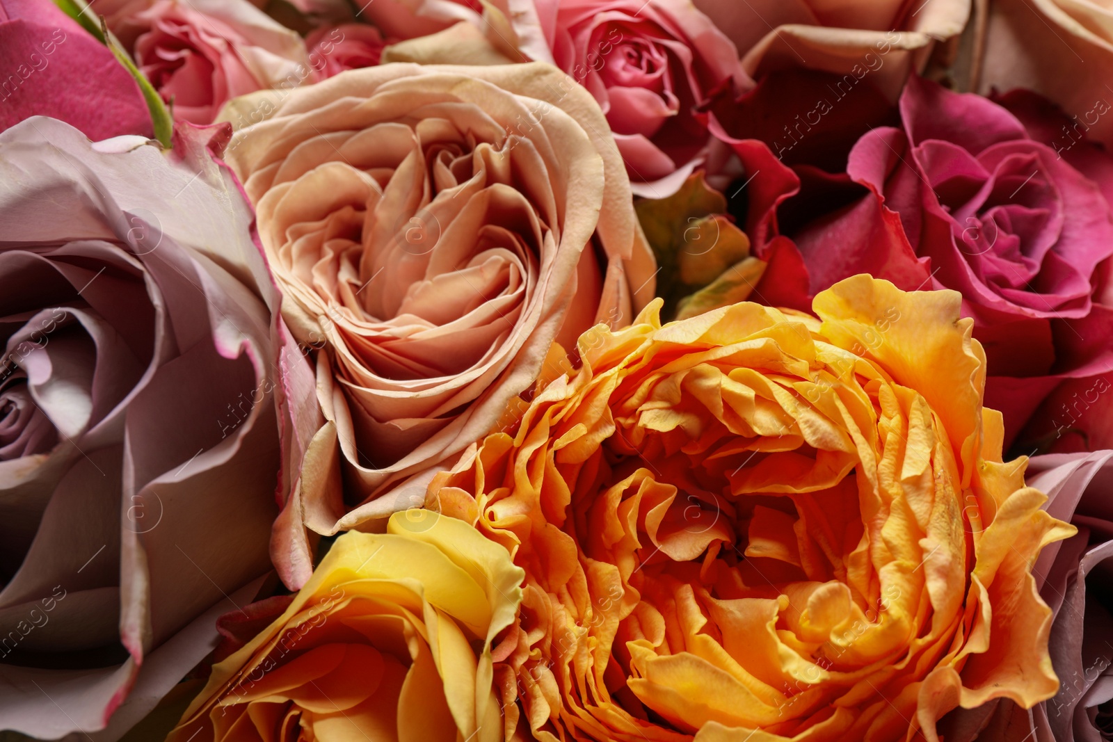 Photo of Beautiful fresh roses as background, closeup view. Floral decor