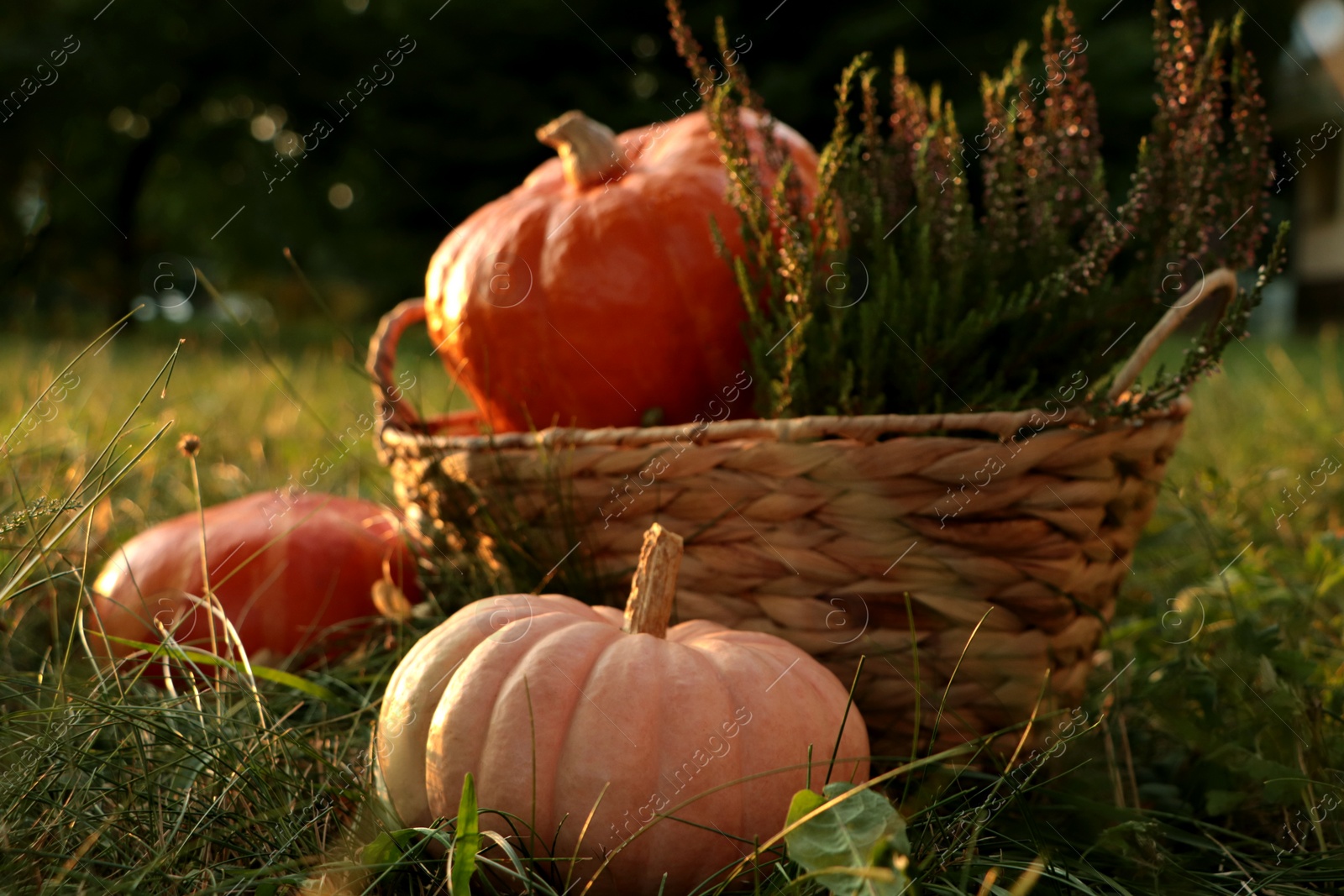 Photo of Wicker basket with beautiful heather flowers and pumpkins on green grass in park