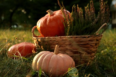 Wicker basket with beautiful heather flowers and pumpkins on green grass in park