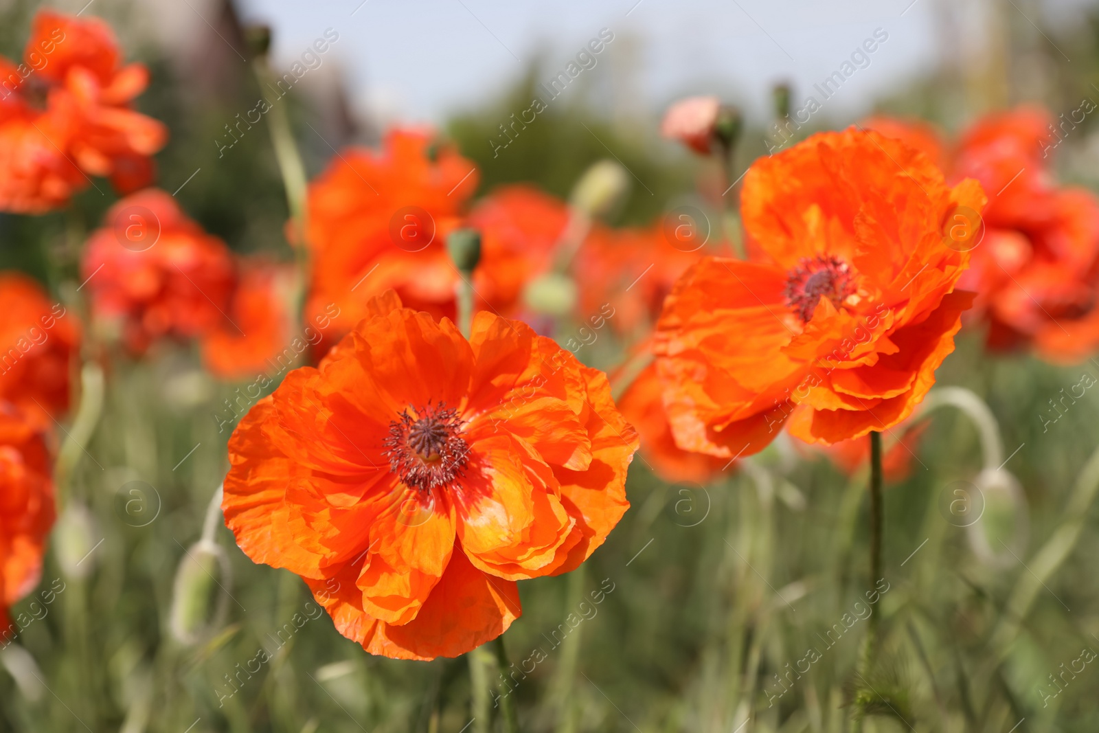 Photo of Blooming red poppy flowers outdoors on spring day, closeup