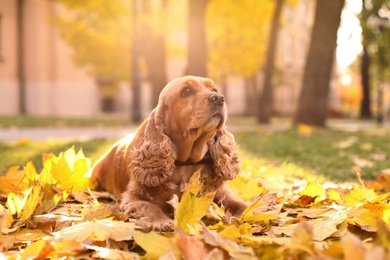 Photo of Cute Cocker Spaniel in park on autumn day