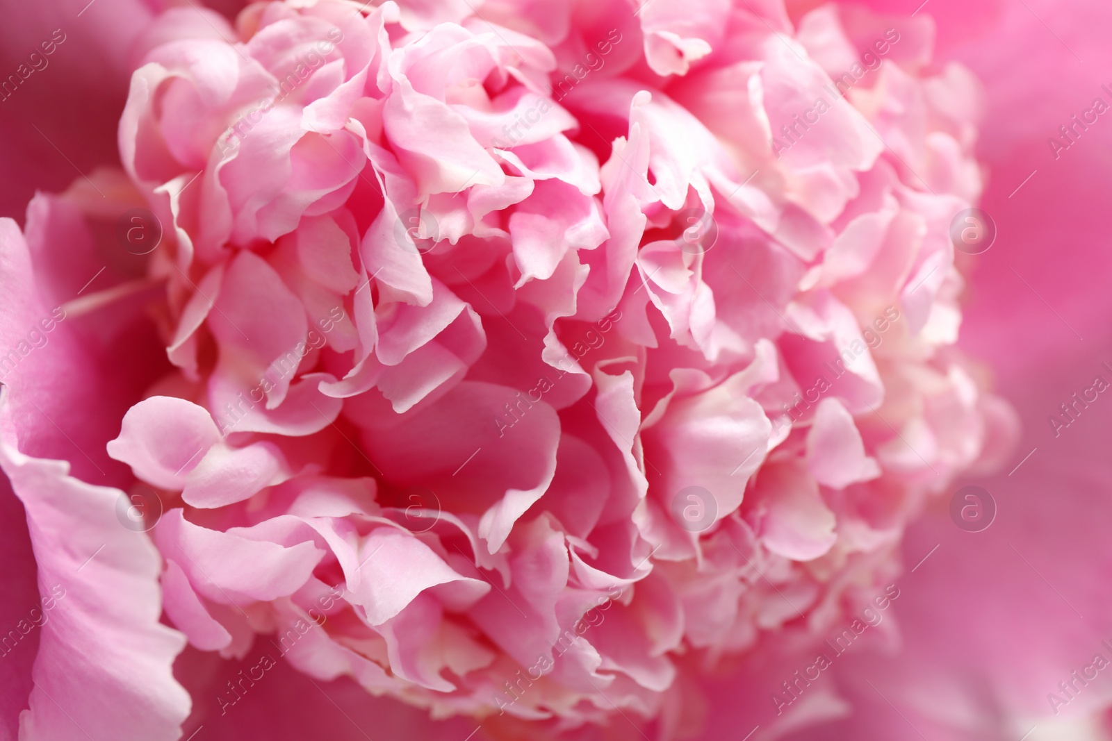 Photo of Closeup view of beautiful pink peony flower