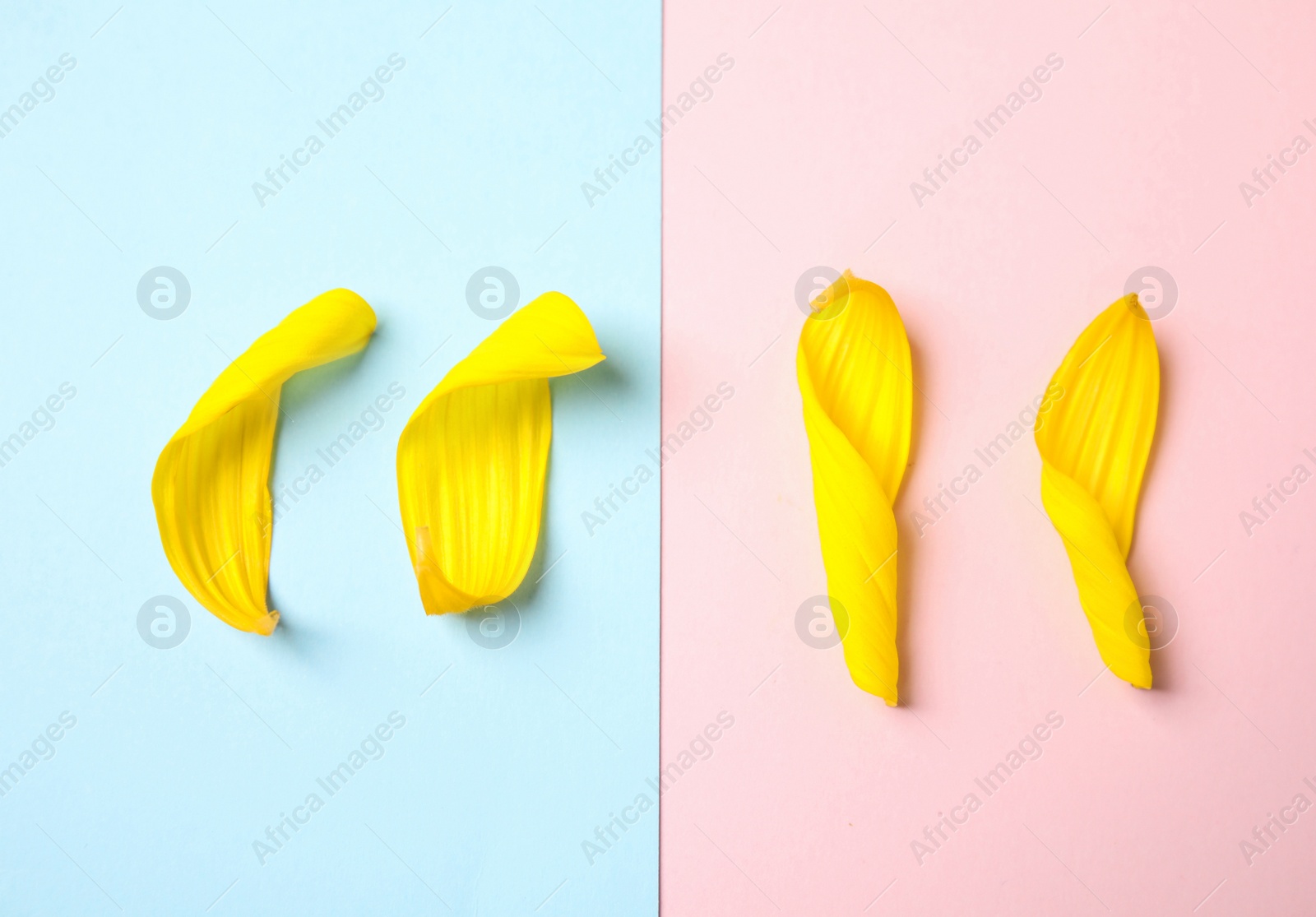 Photo of Fresh yellow sunflower petals on color background, flat lay