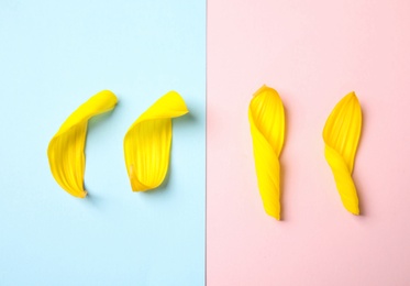 Fresh yellow sunflower petals on color background, flat lay