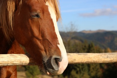 Horse near wooden paddock fence outdoors. Beautiful pet