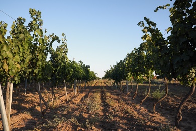 Beautiful view of vineyard with ripening grapes