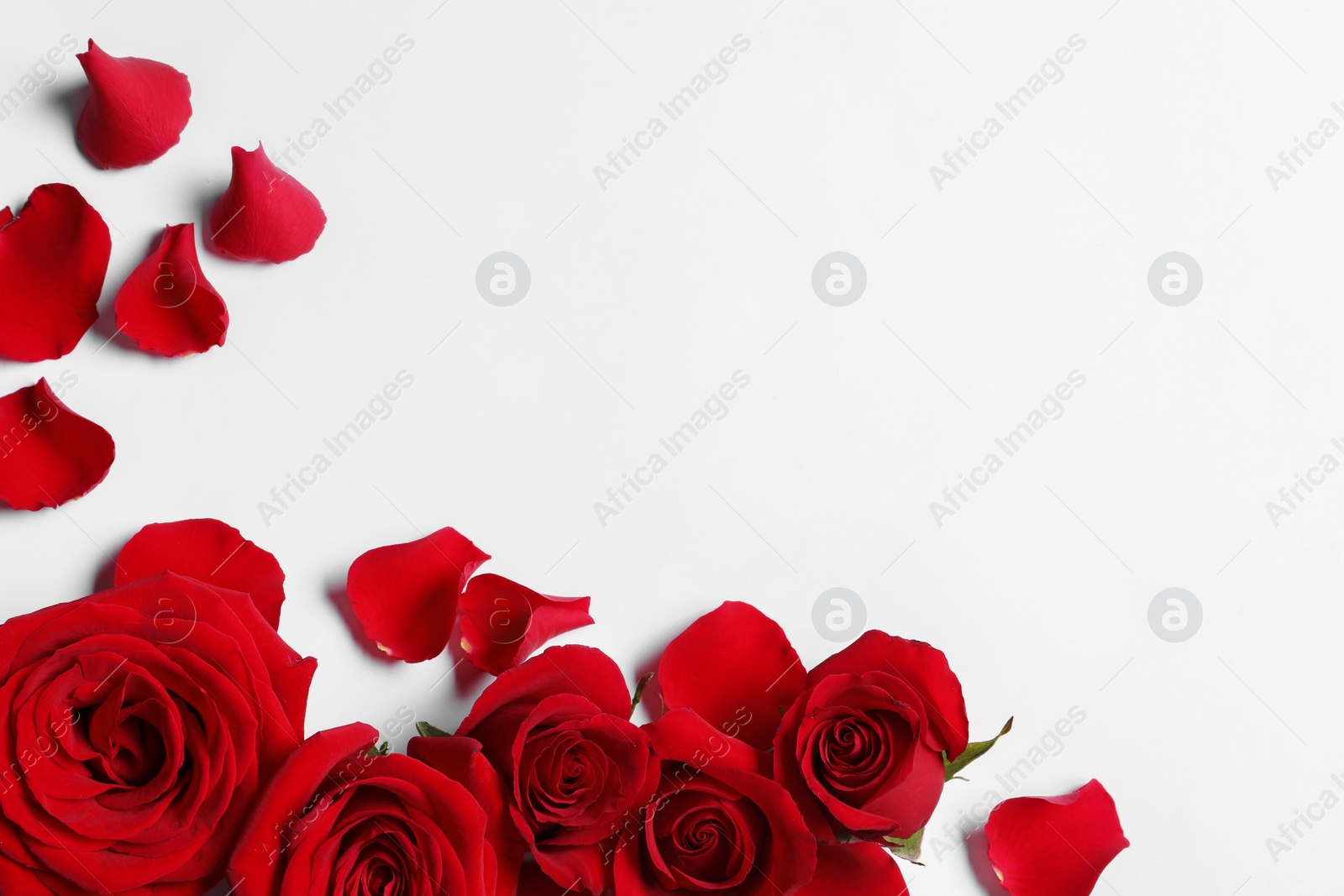 Photo of Beautiful red roses and petals on white background, flat lay. Space for text