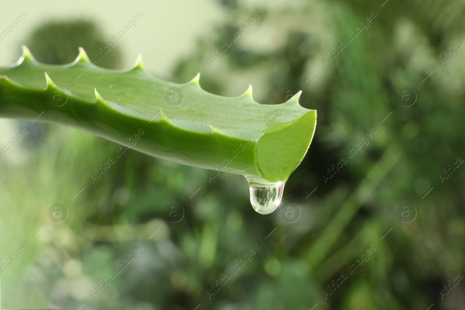 Photo of Leaf of aloe plant with water drop outdoors, closeup