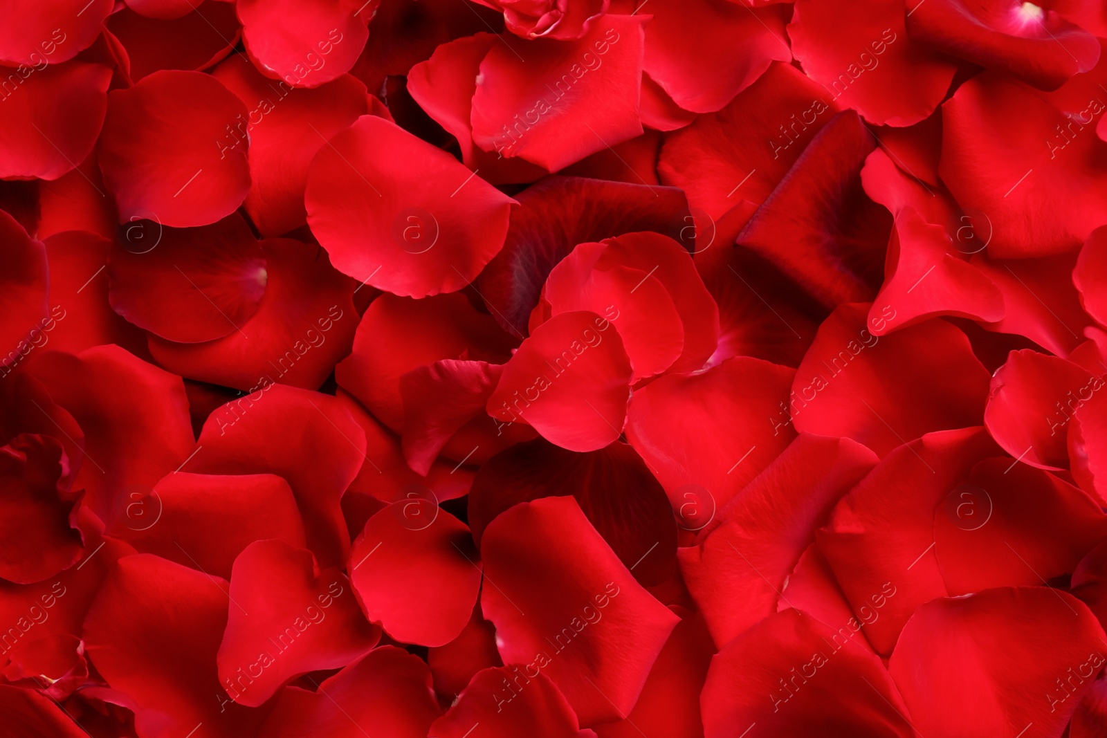 Photo of Closeup of many red rose petals as background, top view