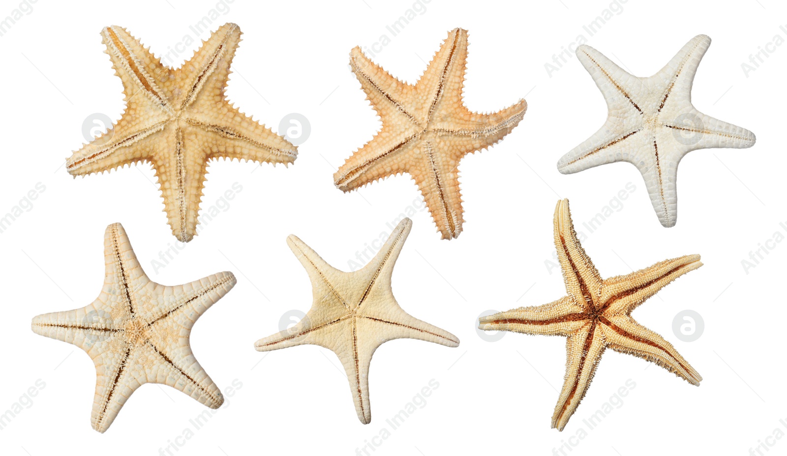 Image of Set with beautiful sea stars on white background 