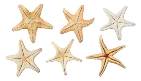 Image of Set with beautiful sea stars on white background 