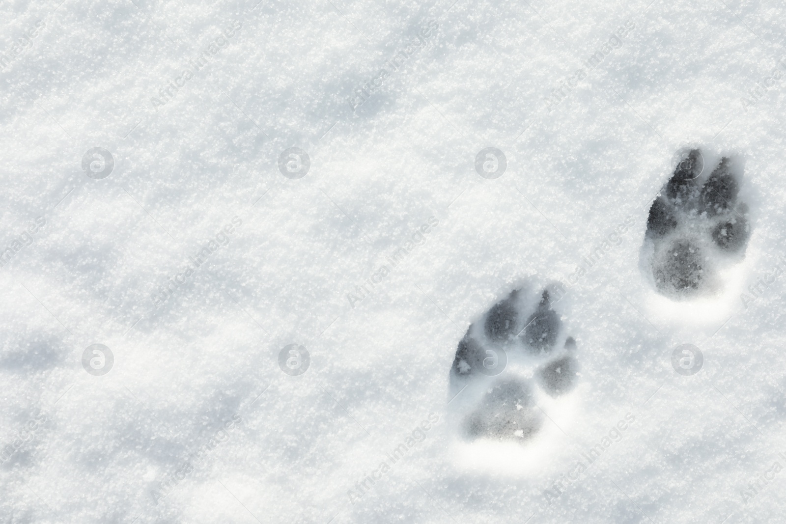 Photo of Dog's footprints on white snow outdoors, top view. Space for text