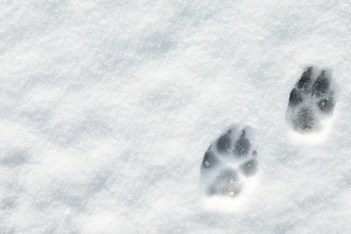 Photo of Dog's footprints on white snow outdoors, top view. Space for text