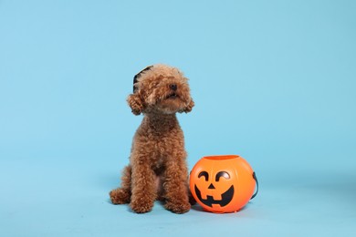 Photo of Happy Halloween. Cute Maltipoo dog with pumpkin treat bucket on light blue background