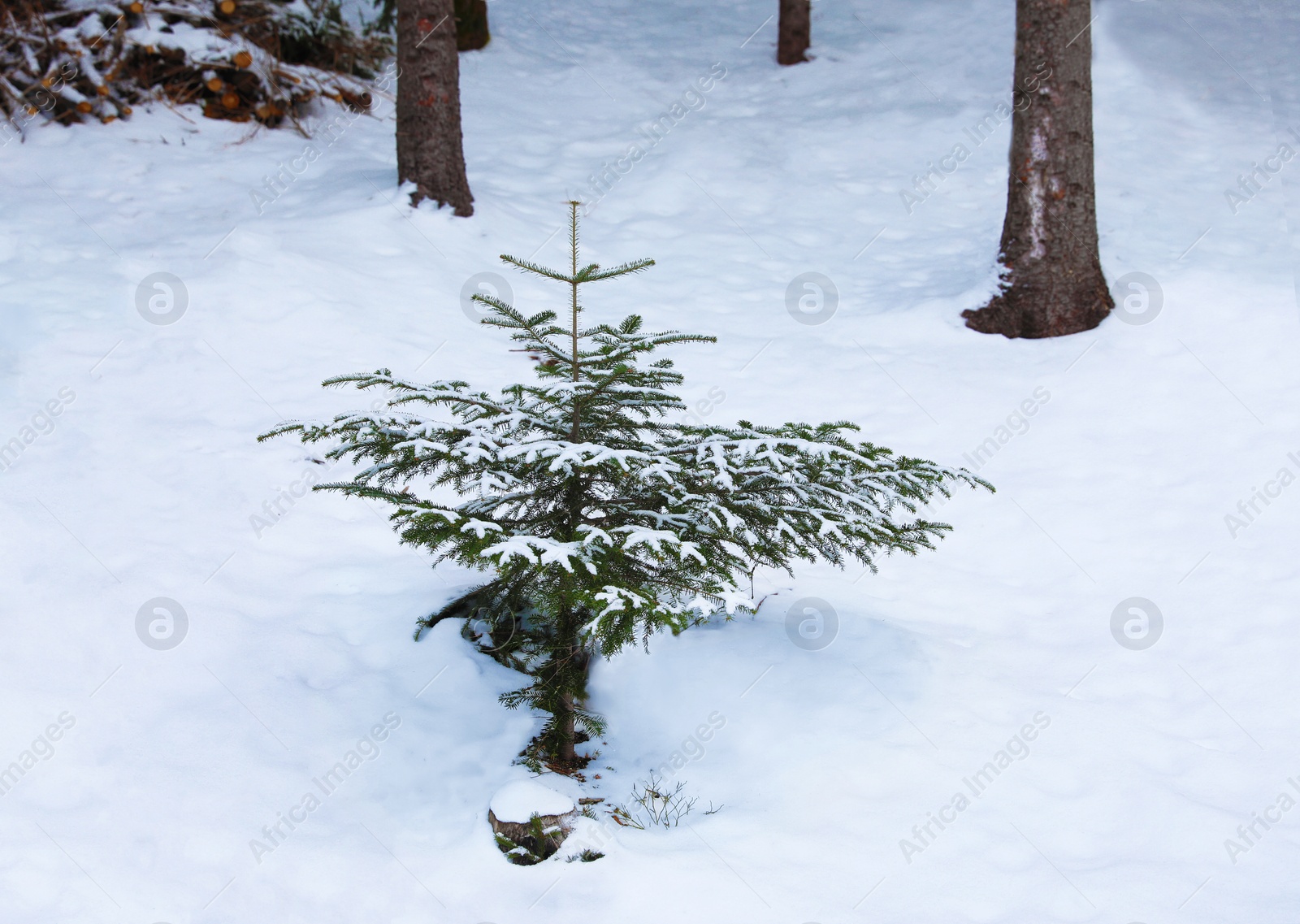 Photo of Fir tree and snow on ground in forest