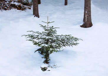 Fir tree and snow on ground in forest