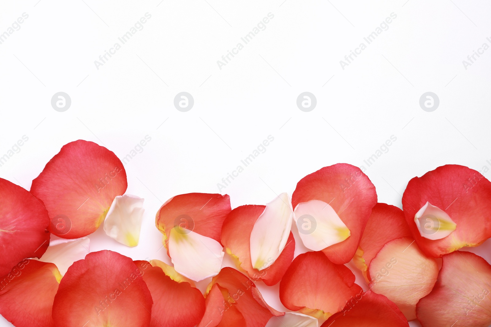 Photo of Beautiful rose and tulip petals on white background, top view. Space for text