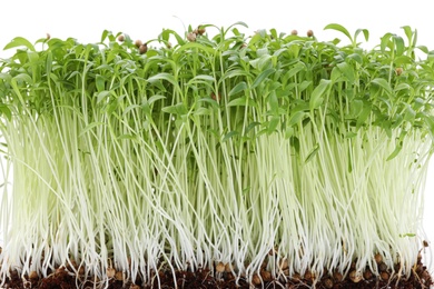 Photo of Fresh organic microgreen on white background, closeup