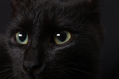 Photo of Black cat with beautiful eyes on dark background, closeup