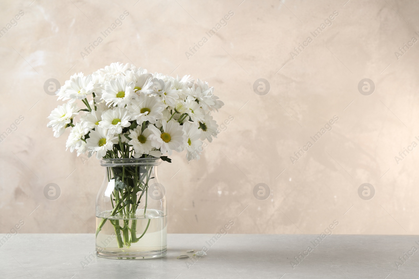 Photo of Vase with beautiful chamomile flowers on grey table against beige background. Space for text