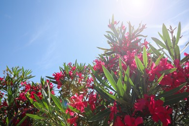 Beautiful blooming bushes outdoors on sunny day