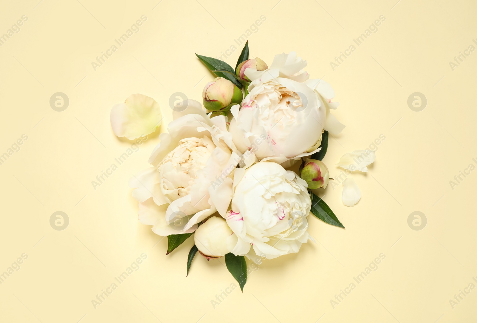 Photo of Beautiful white peonies on beige background, flat lay