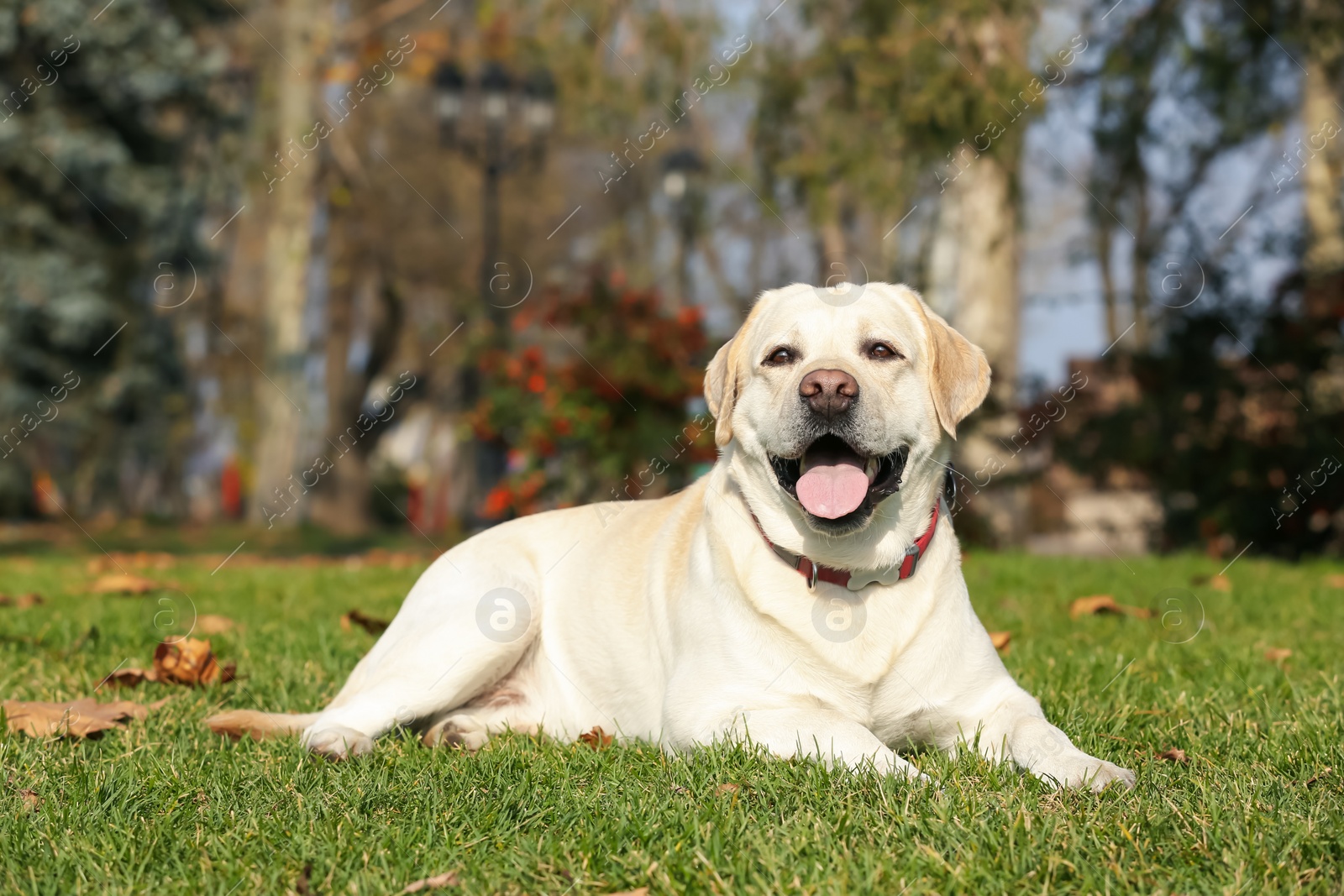 Photo of Yellow Labrador lying on green grass in park