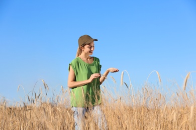 Photo of Agronomist in wheat field. Cereal grain crop
