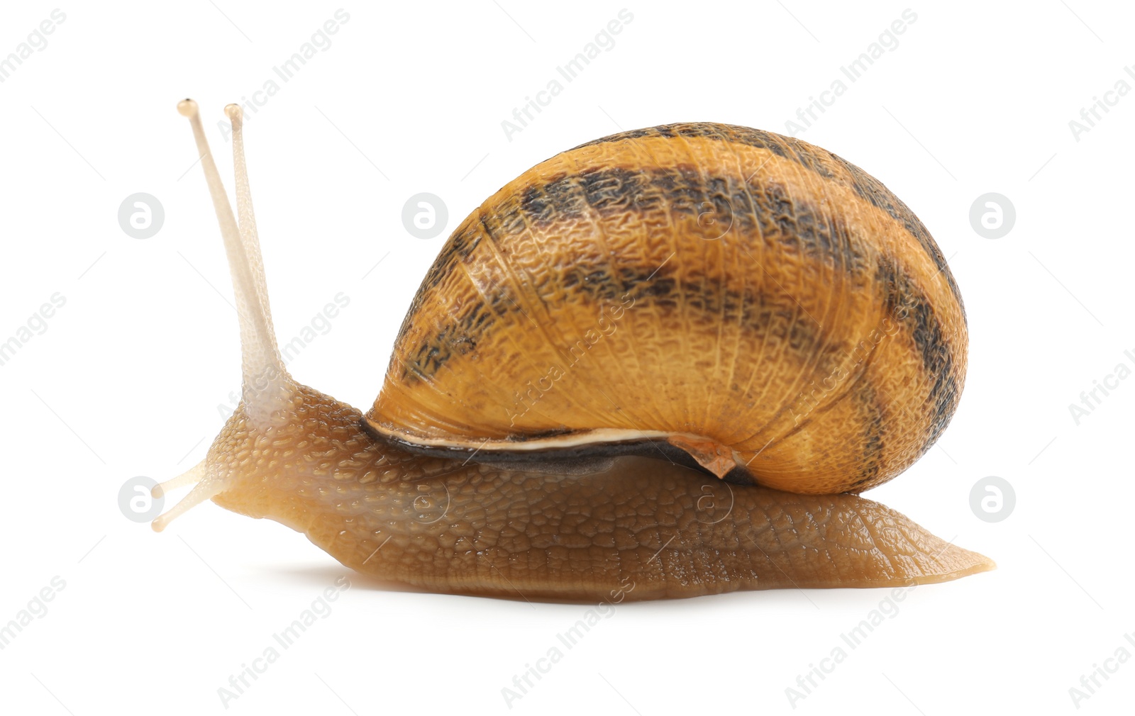 Photo of Common garden snail crawling on white background