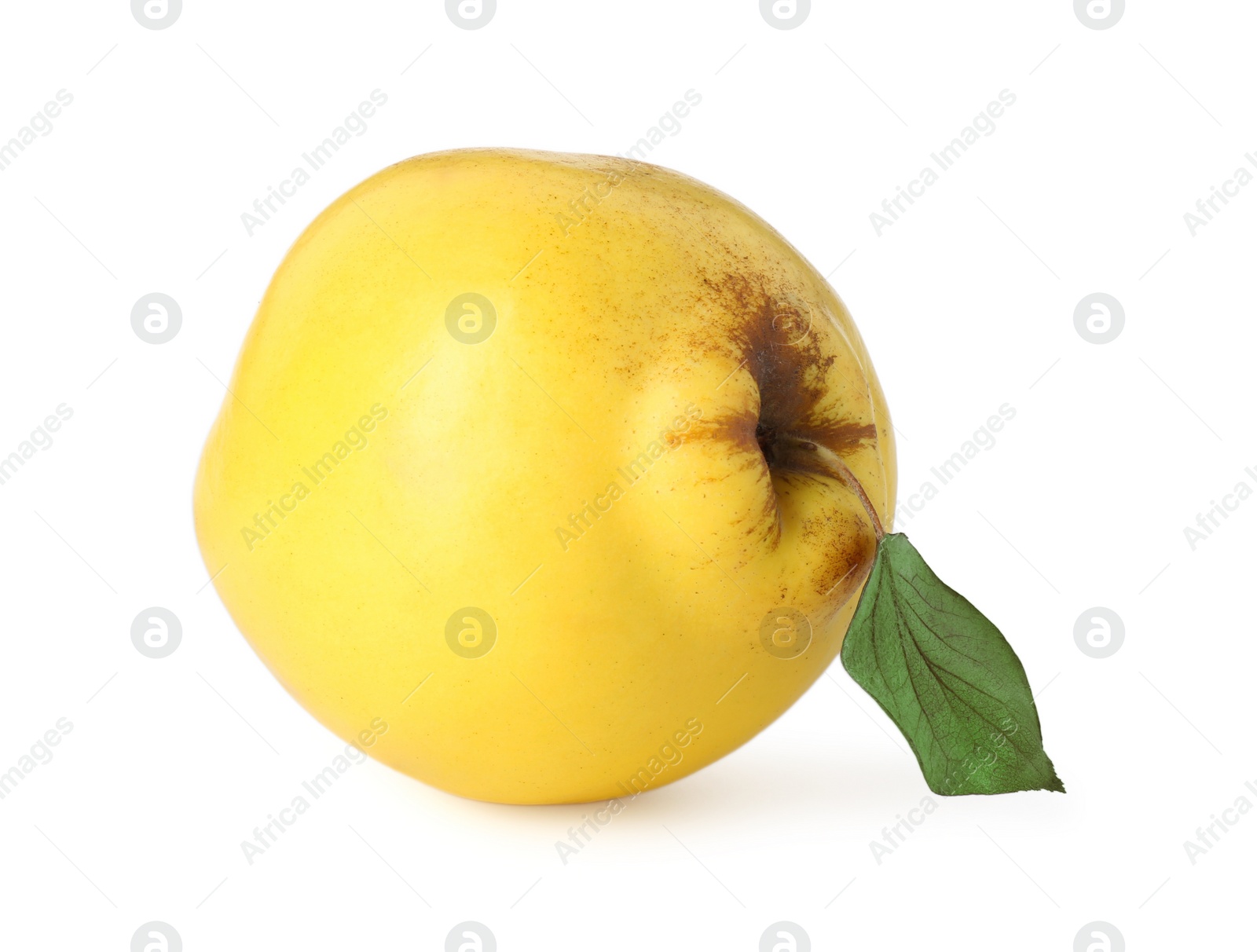 Photo of Fresh ripe quince fruit with leaf isolated on white